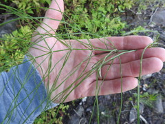 Equisetum