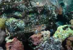 Vanneaugobius canariensis