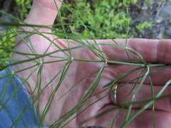 Equisetum