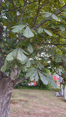 Aesculus hippocastanum