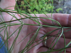 Equisetum