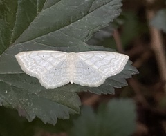 Scopula inductata