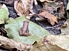Rana