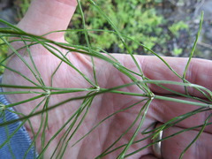 Equisetum
