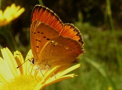 Lycaena virgaureae