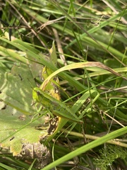 Euthystira brachyptera