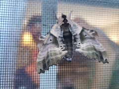 Paonias excaecata