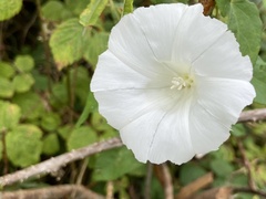 Calystegia silvatica