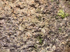 Thelidium pyrenophorum