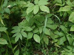 Chaerophyllum aromaticum