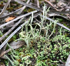 Cladonia scabriuscula