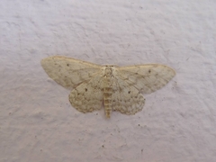 Idaea seriata