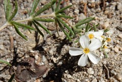 Leptosiphon nuttallii pubescens