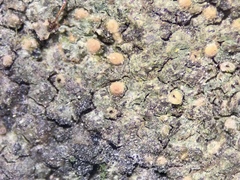 Thelidium pyrenophorum