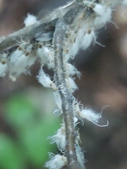 Grylloprociphilus imbricator