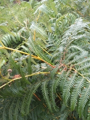 Pteridium