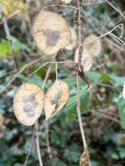 Lunaria annua