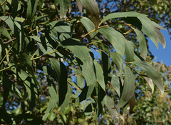 Acacia flavescens × leptoloba