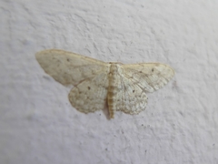 Idaea seriata
