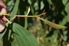 Acacia flavescens × leptoloba