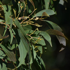 Acacia flavescens × leptoloba