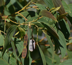 Acacia flavescens × leptoloba