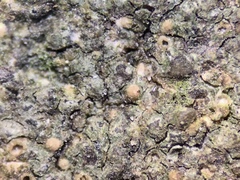Thelidium pyrenophorum