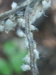 Grylloprociphilus imbricator