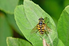 Myathropa florea