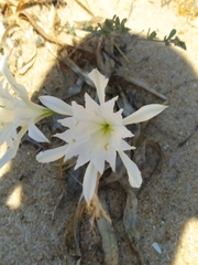 Pancratium maritimum