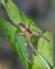 Dolomedes