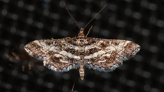 Diasemiopsis ramburialis