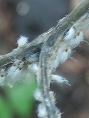 Grylloprociphilus imbricator