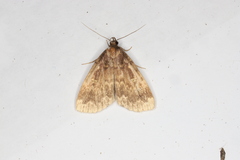 Idia lubricalis