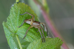 Dolomedes