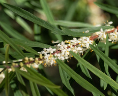 Pimelea axiflora axiflora