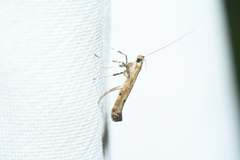 Caloptilia