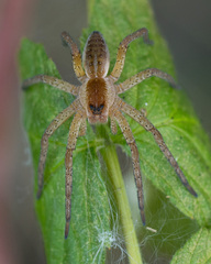 Dolomedes