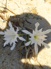 Pancratium maritimum