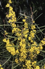 Acacia dawsonii