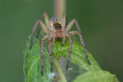 Dolomedes