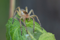 Dolomedes