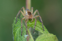 Dolomedes
