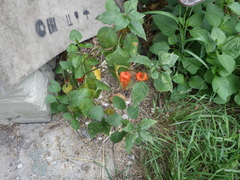 Alkekengi officinarum