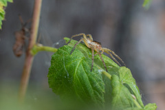 Dolomedes