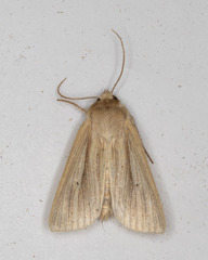 Mythimna oxygala