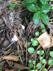 Linnaea borealis