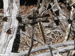 Libellula pulchella