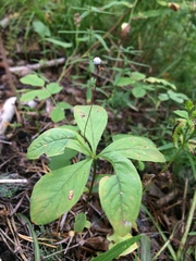 Lysimachia europaea
