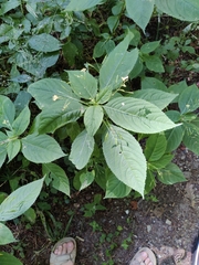 Impatiens parviflora